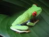 Costa-Rican-Frog